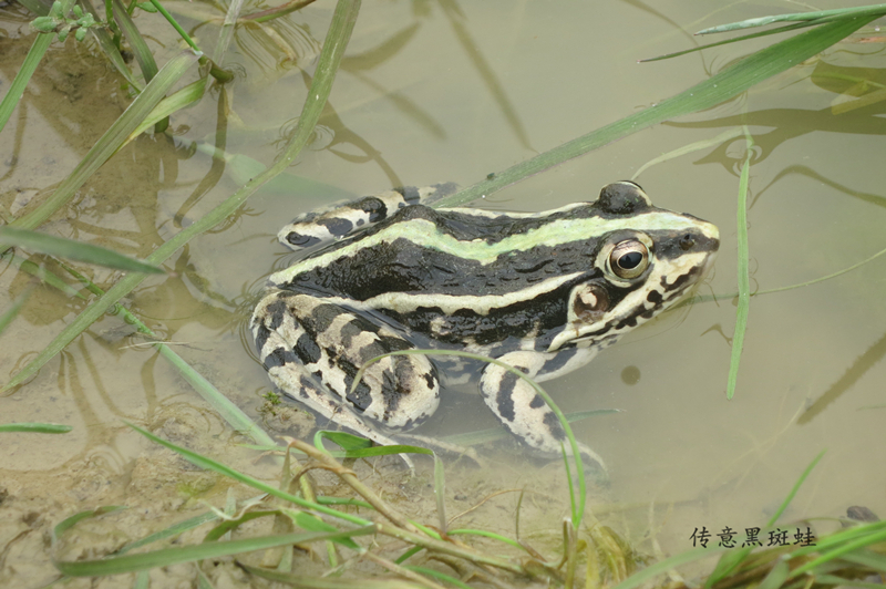 黑斑蛙展示