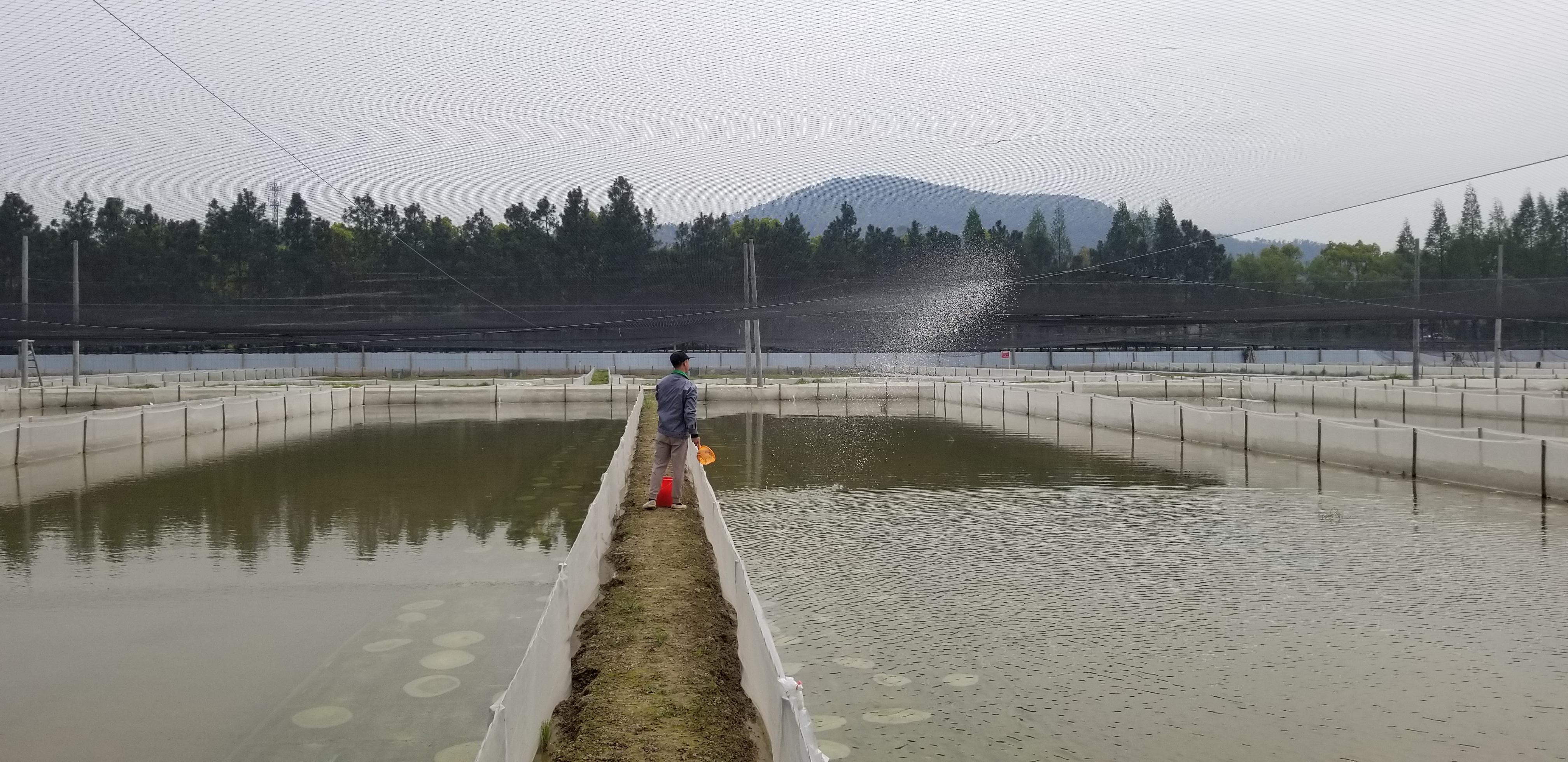 蝌蚪池肥水