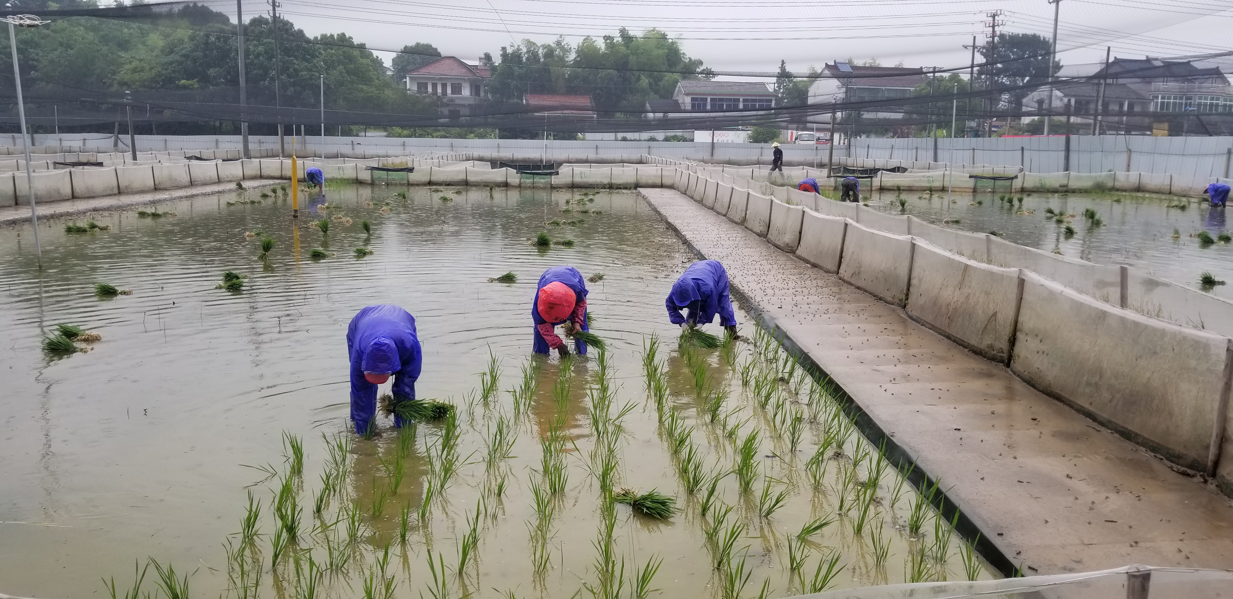 精养区人工插秧